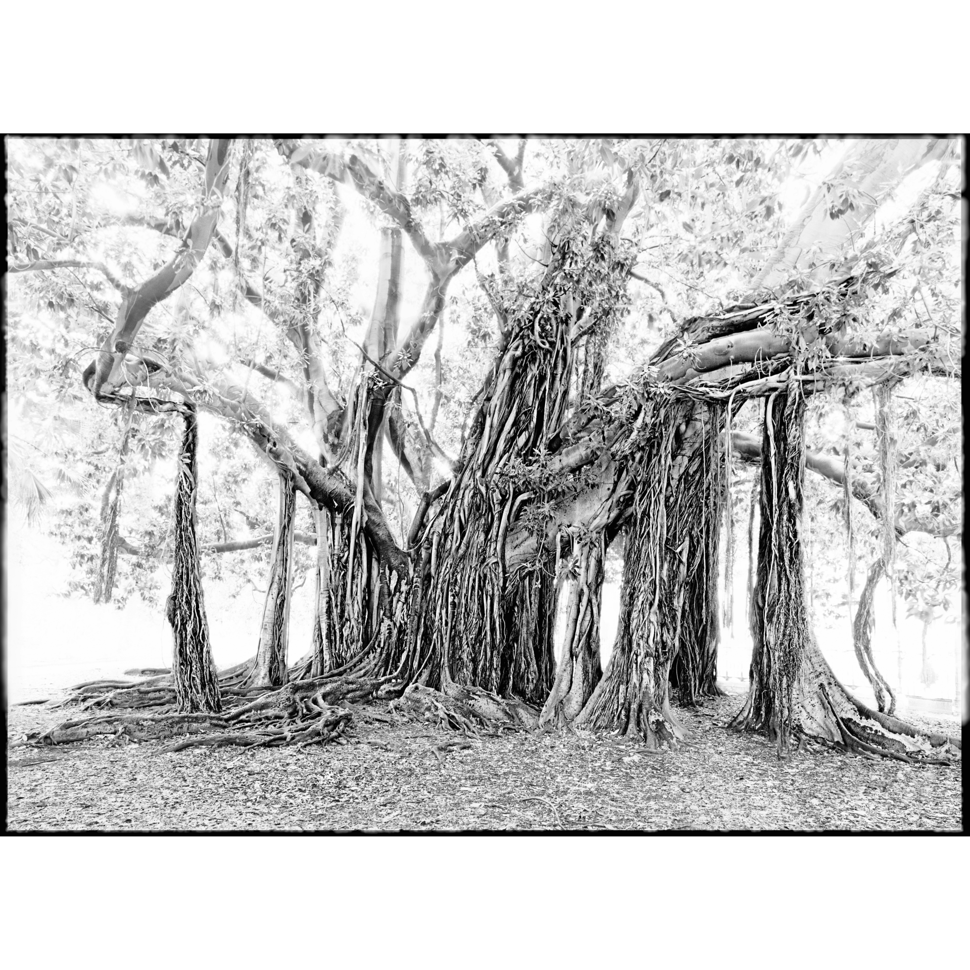 collezionemorello.it