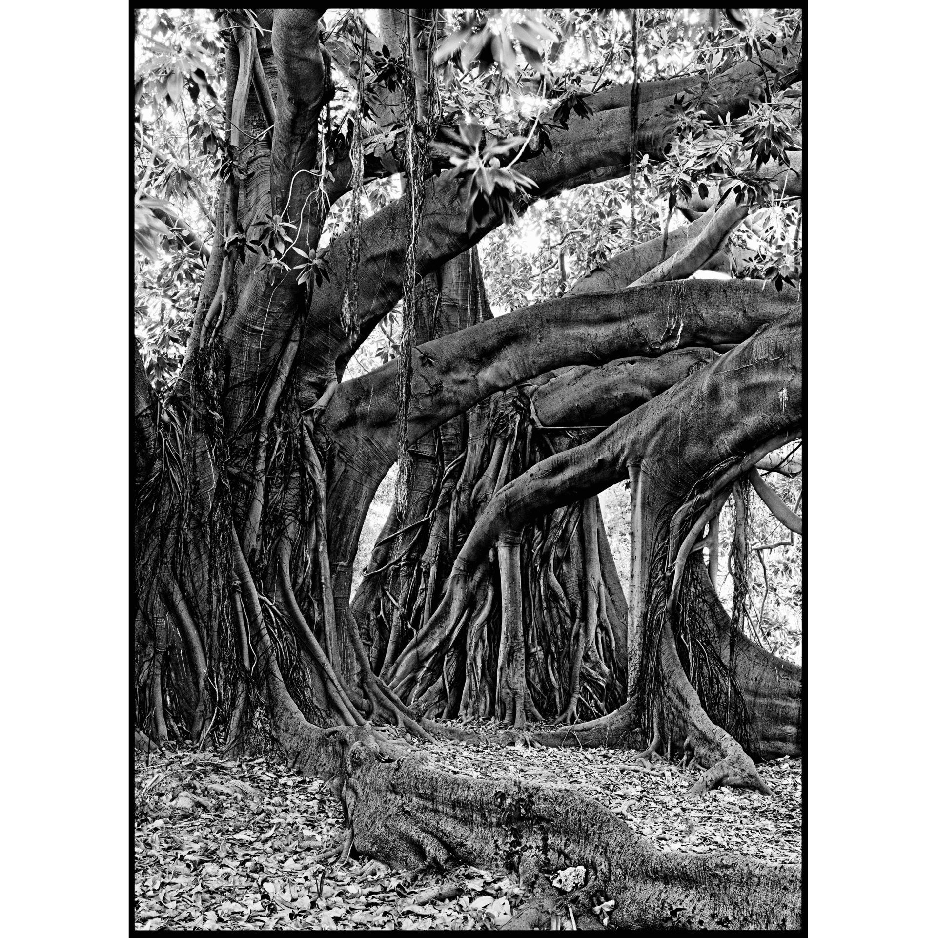 collezionemorello.it