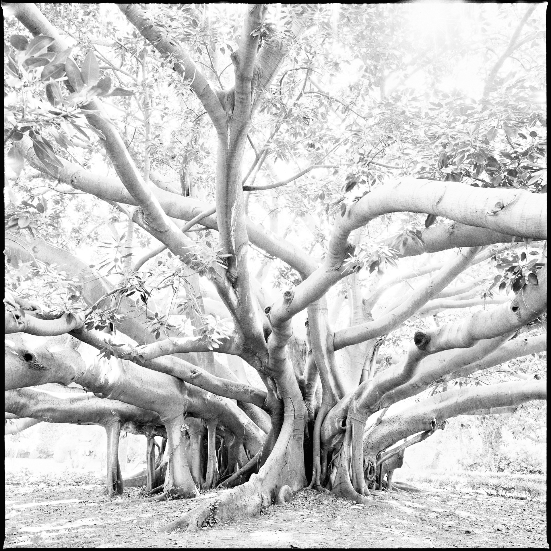 collezionemorello.it