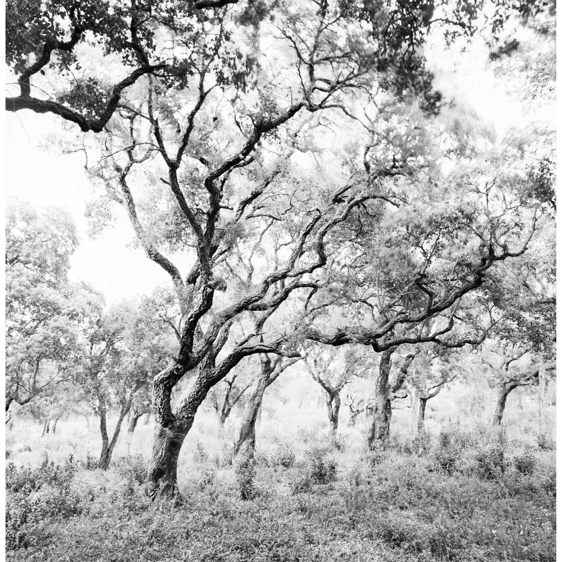 collezionemorello.it