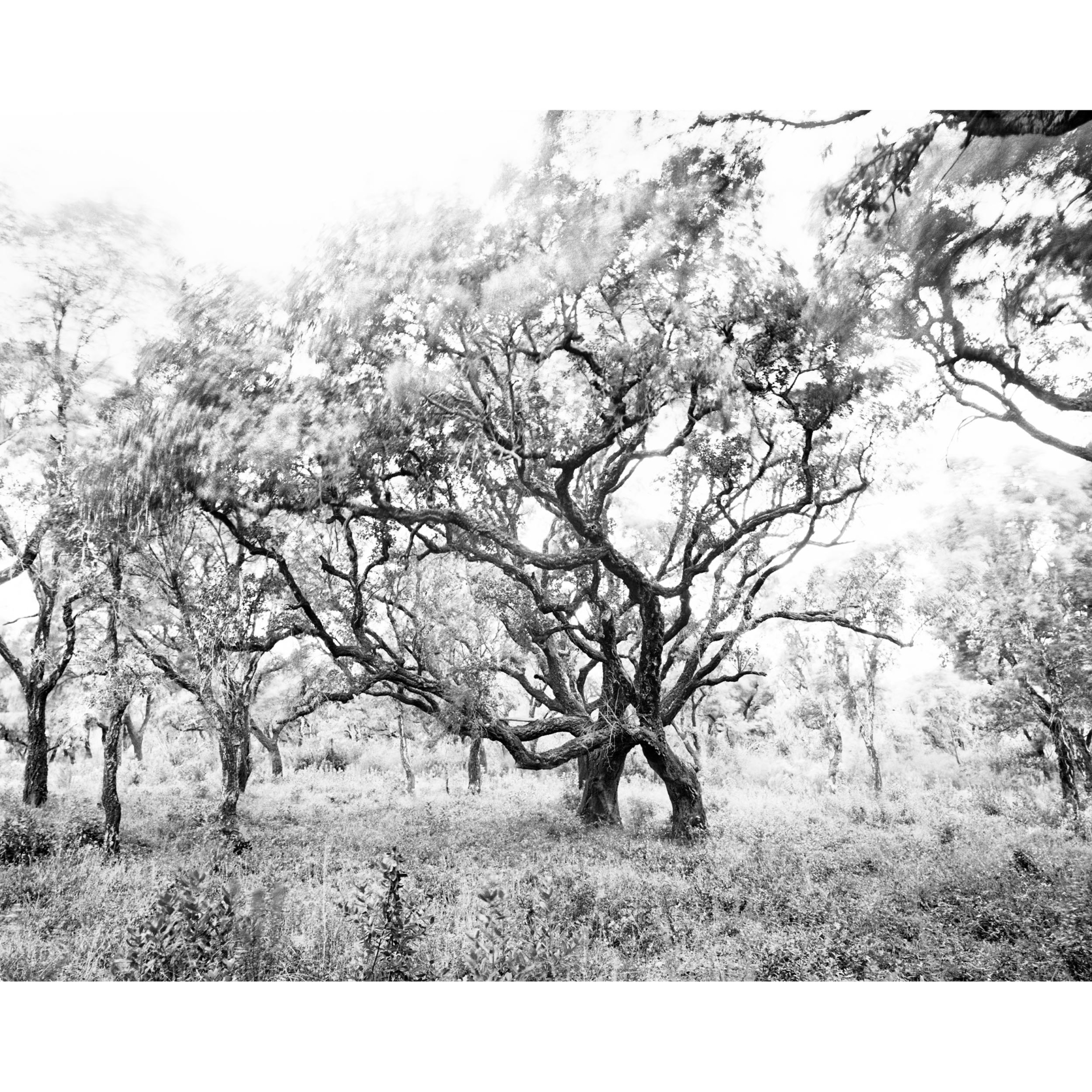 collezionemorello.it