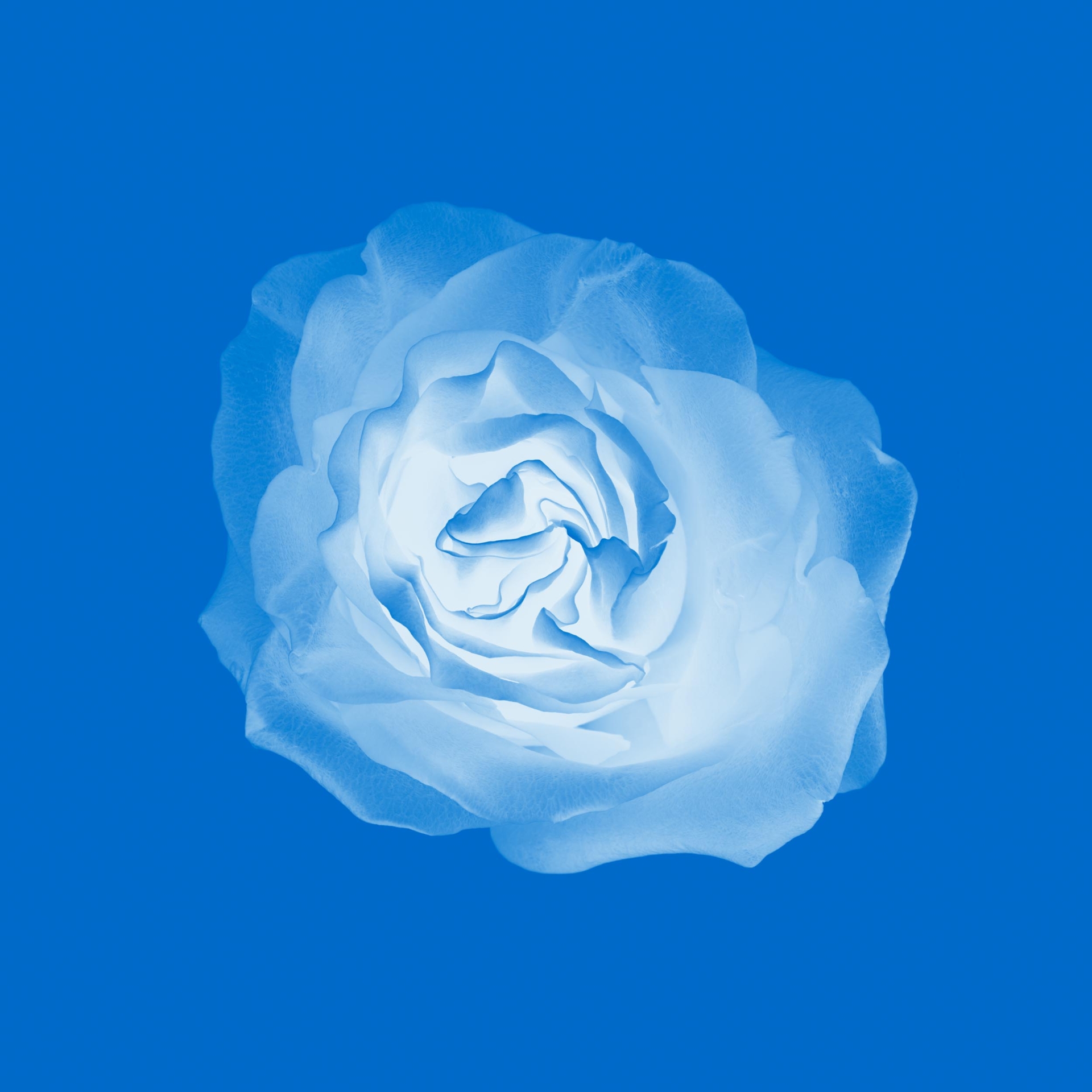 collezionemorello.it