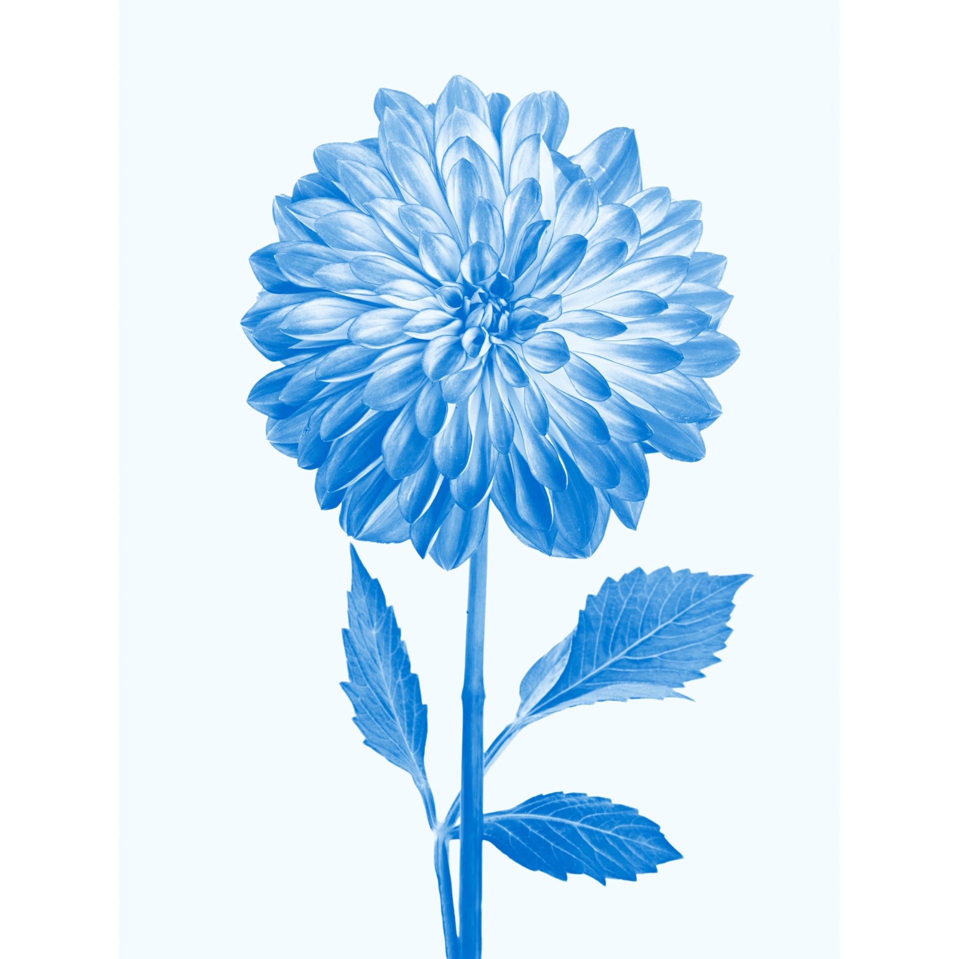 collezionemorello.it