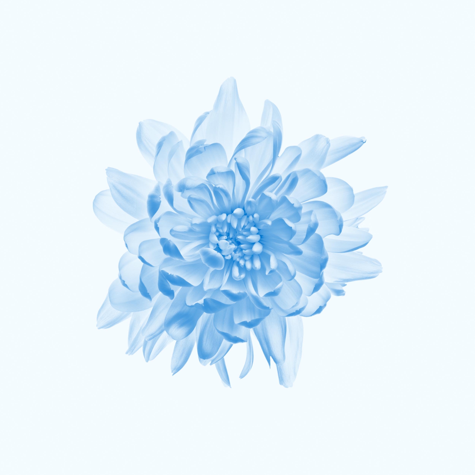 collezionemorello.it