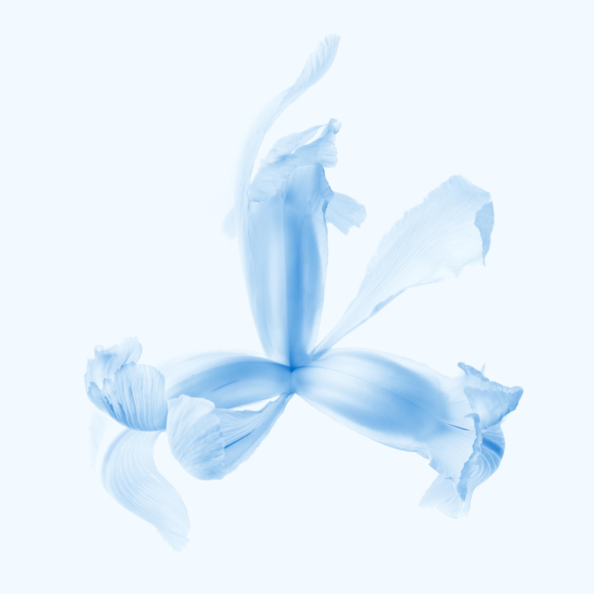 collezionemorello.it