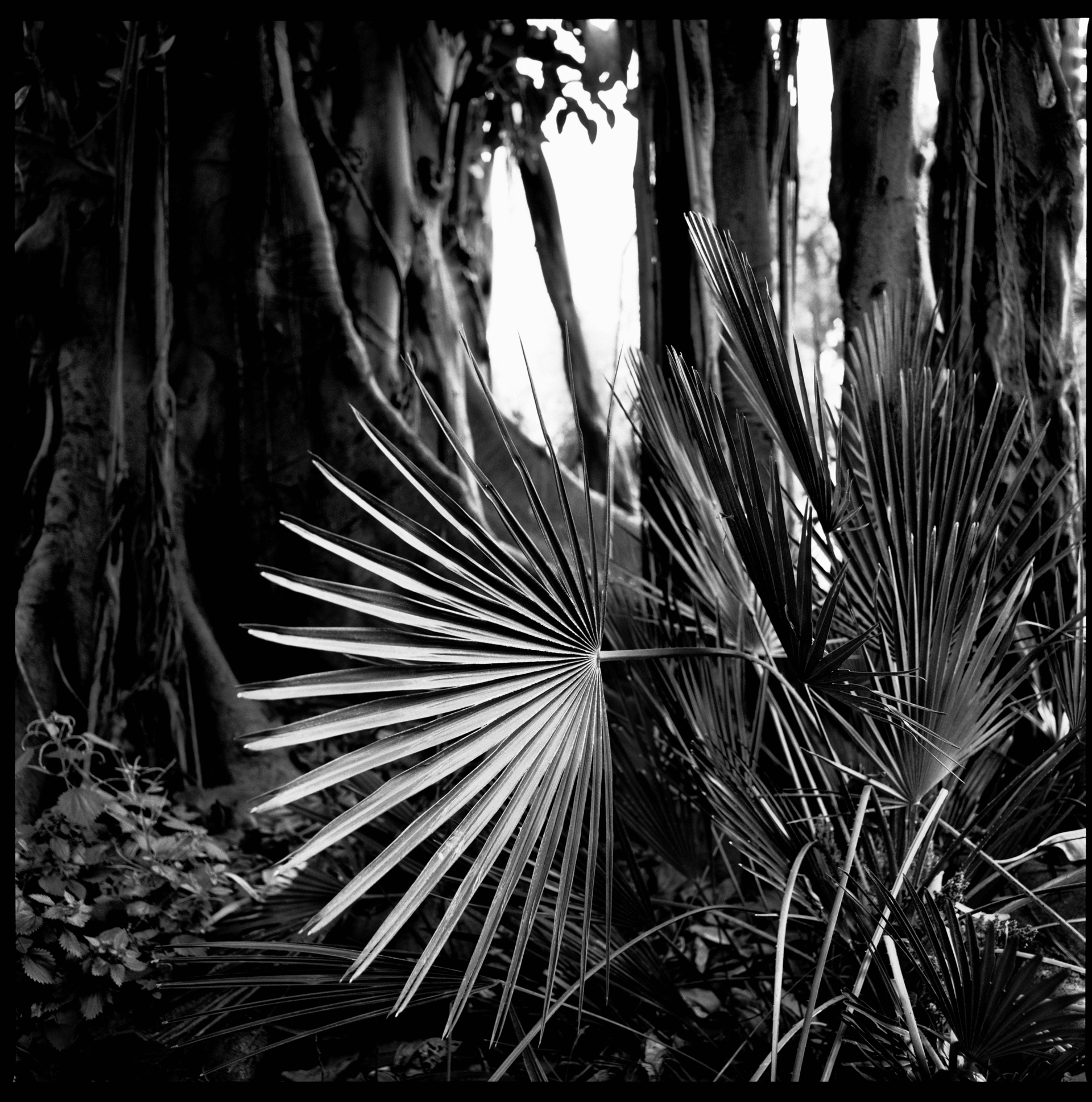 collezionemorello.it