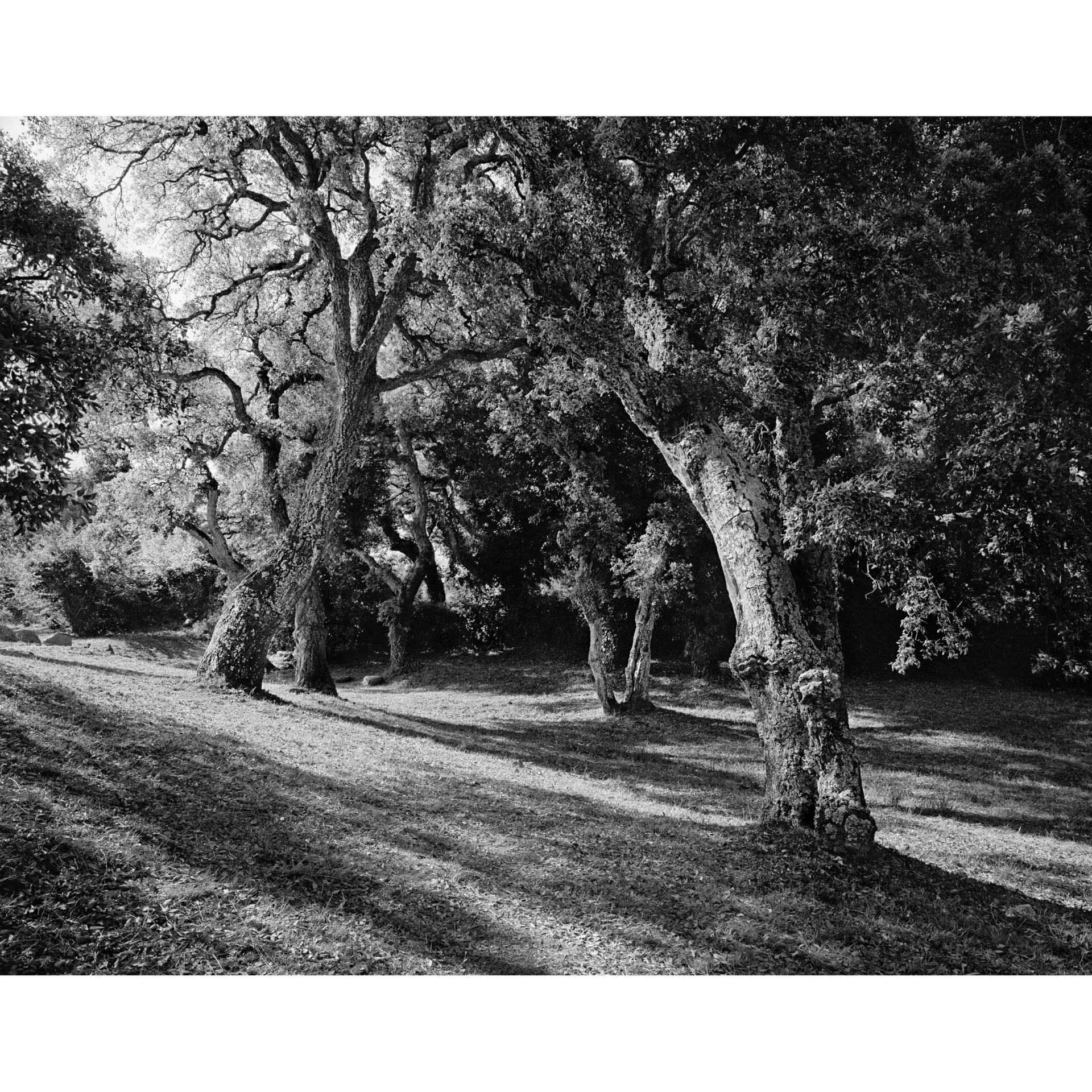 collezionemorello.it