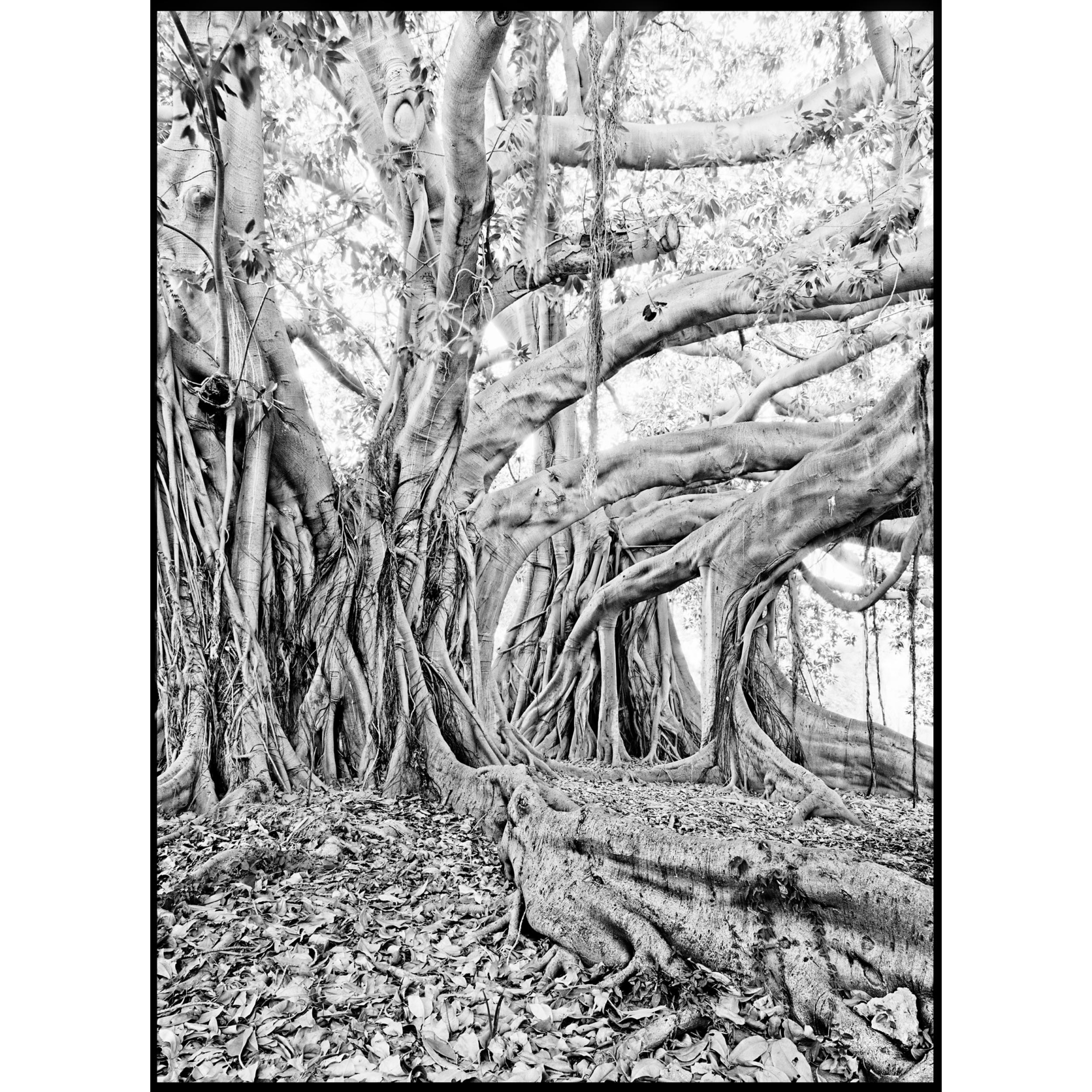 collezionemorello.it