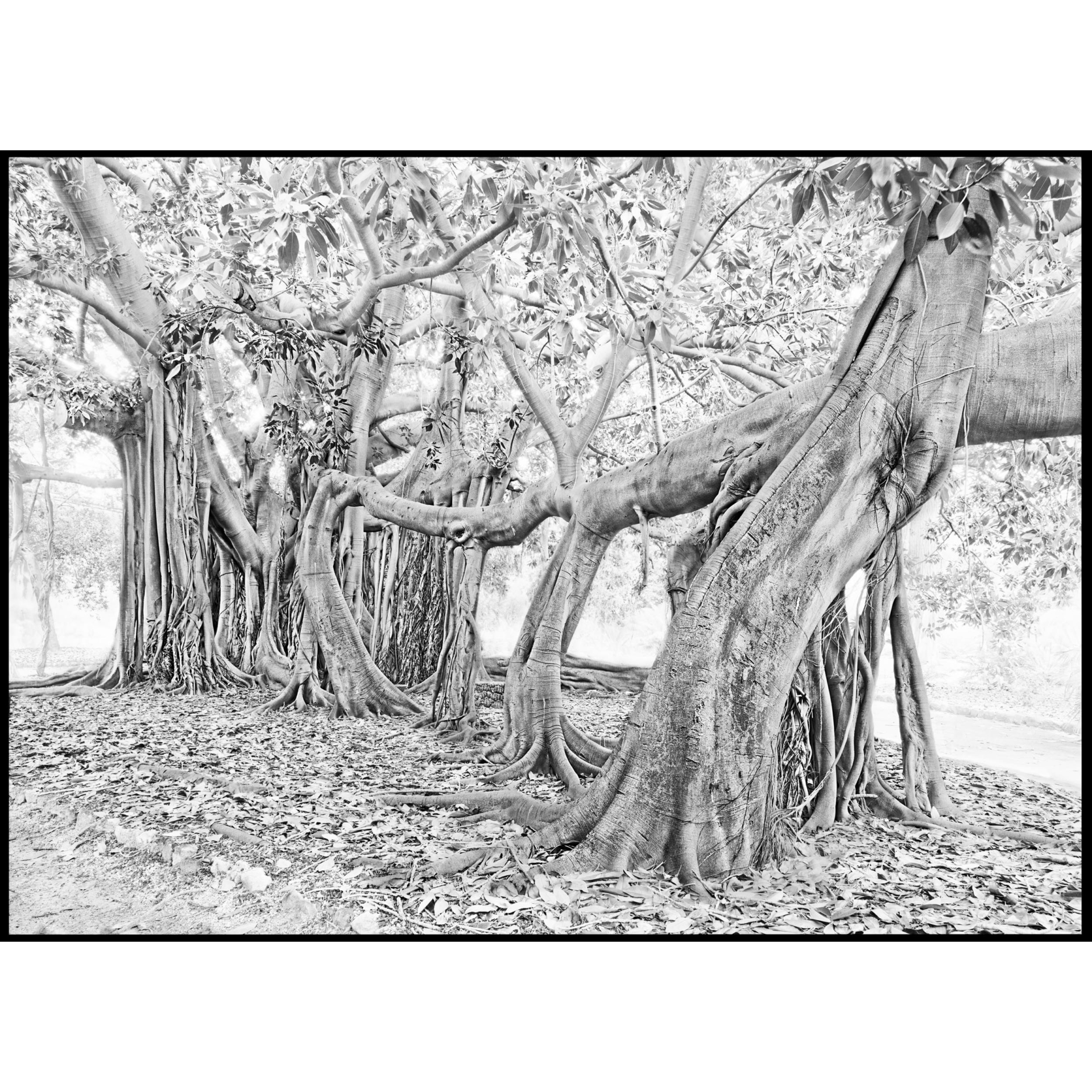 collezionemorello.it