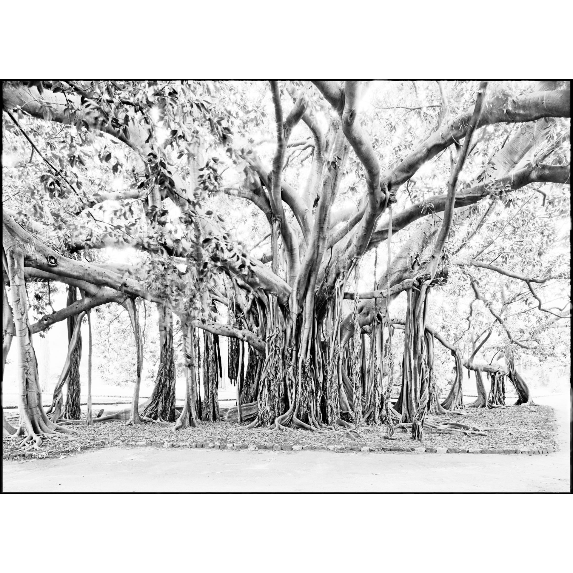 collezionemorello.it