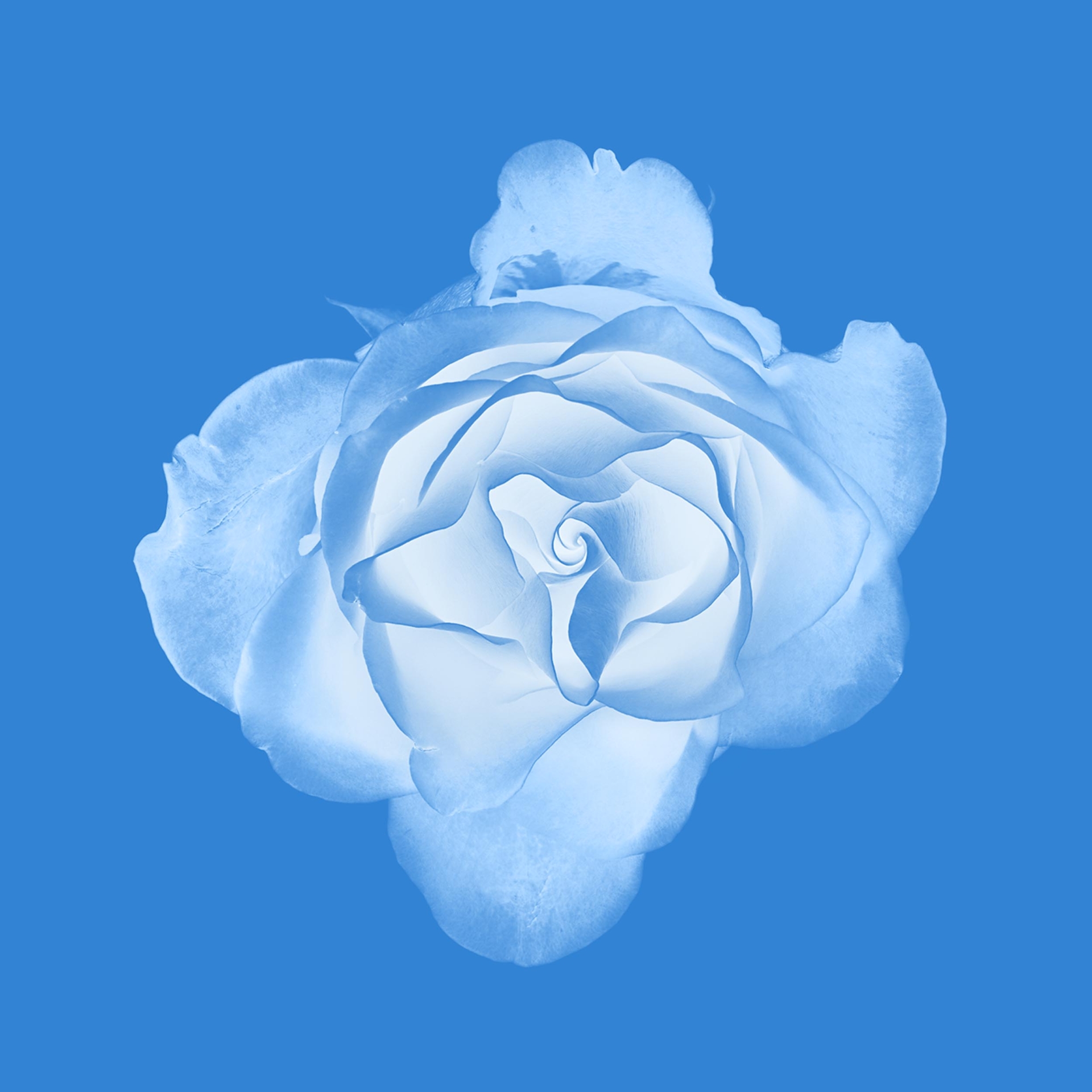 collezionemorello.it