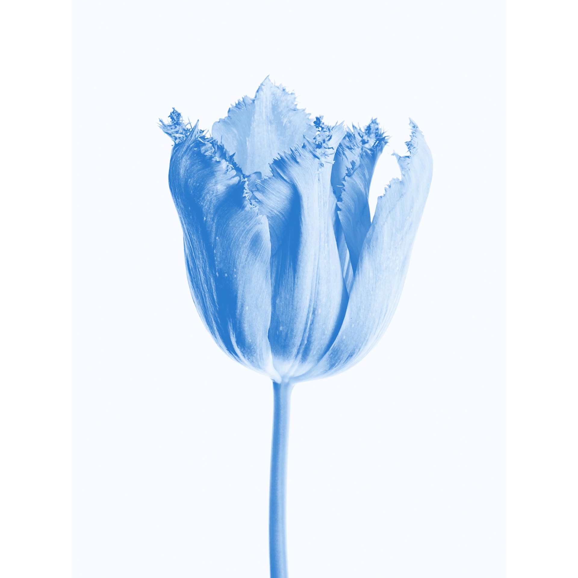 collezionemorello.it