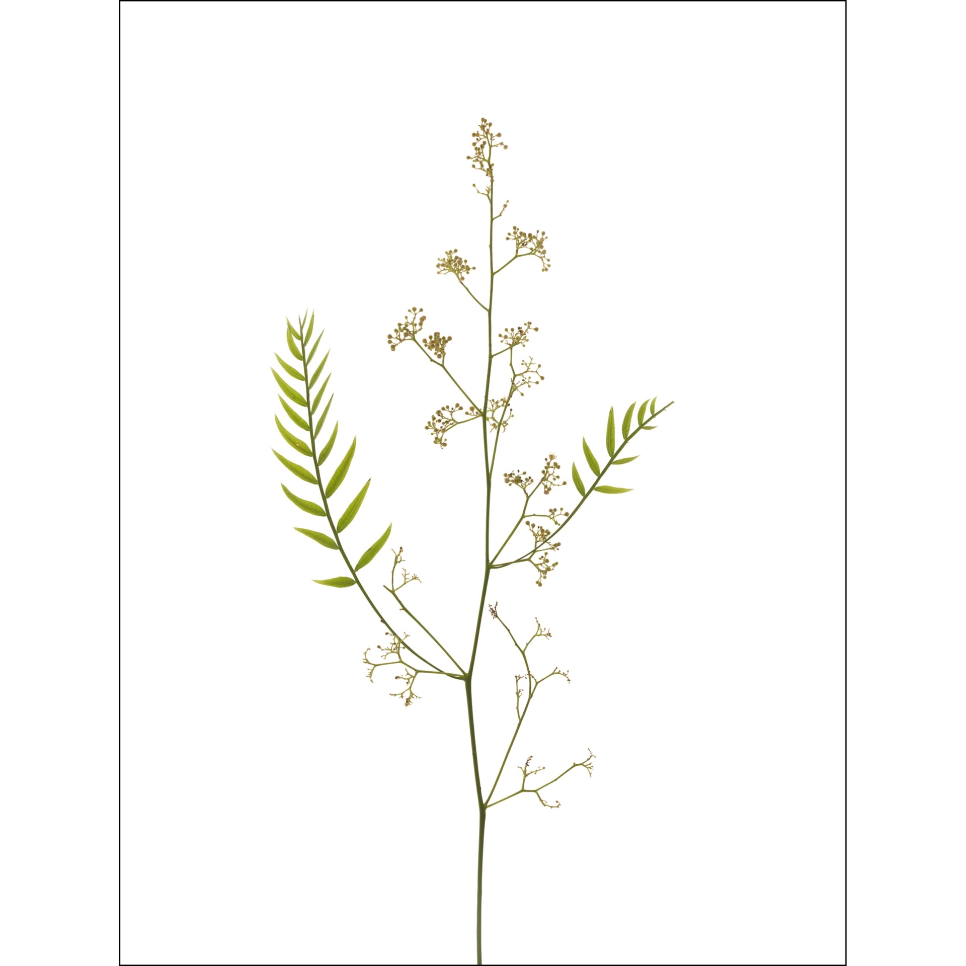 collezionemorello.it