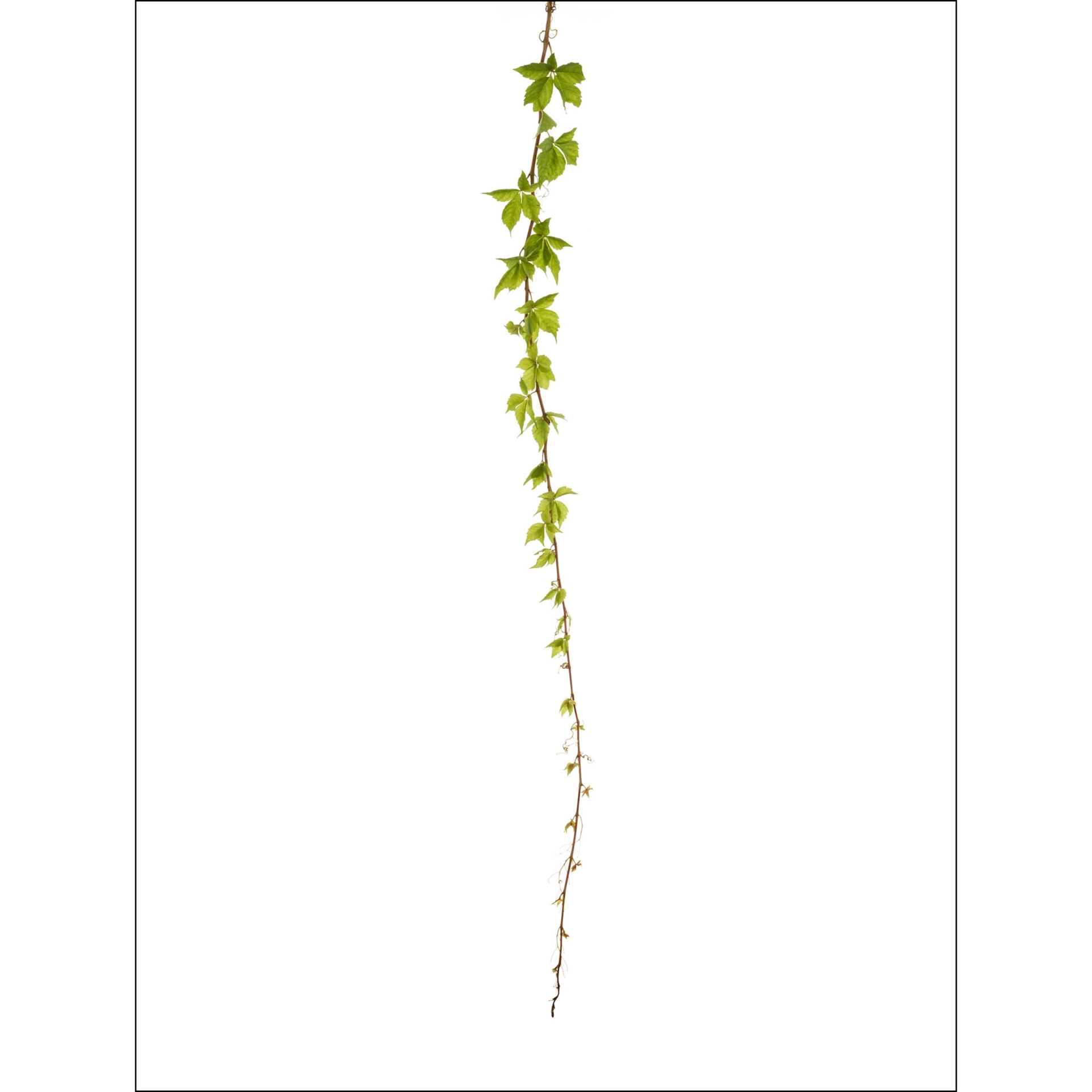 collezionemorello.it