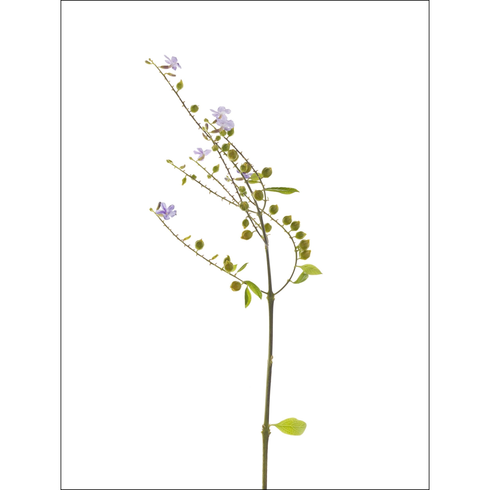 collezionemorello.it