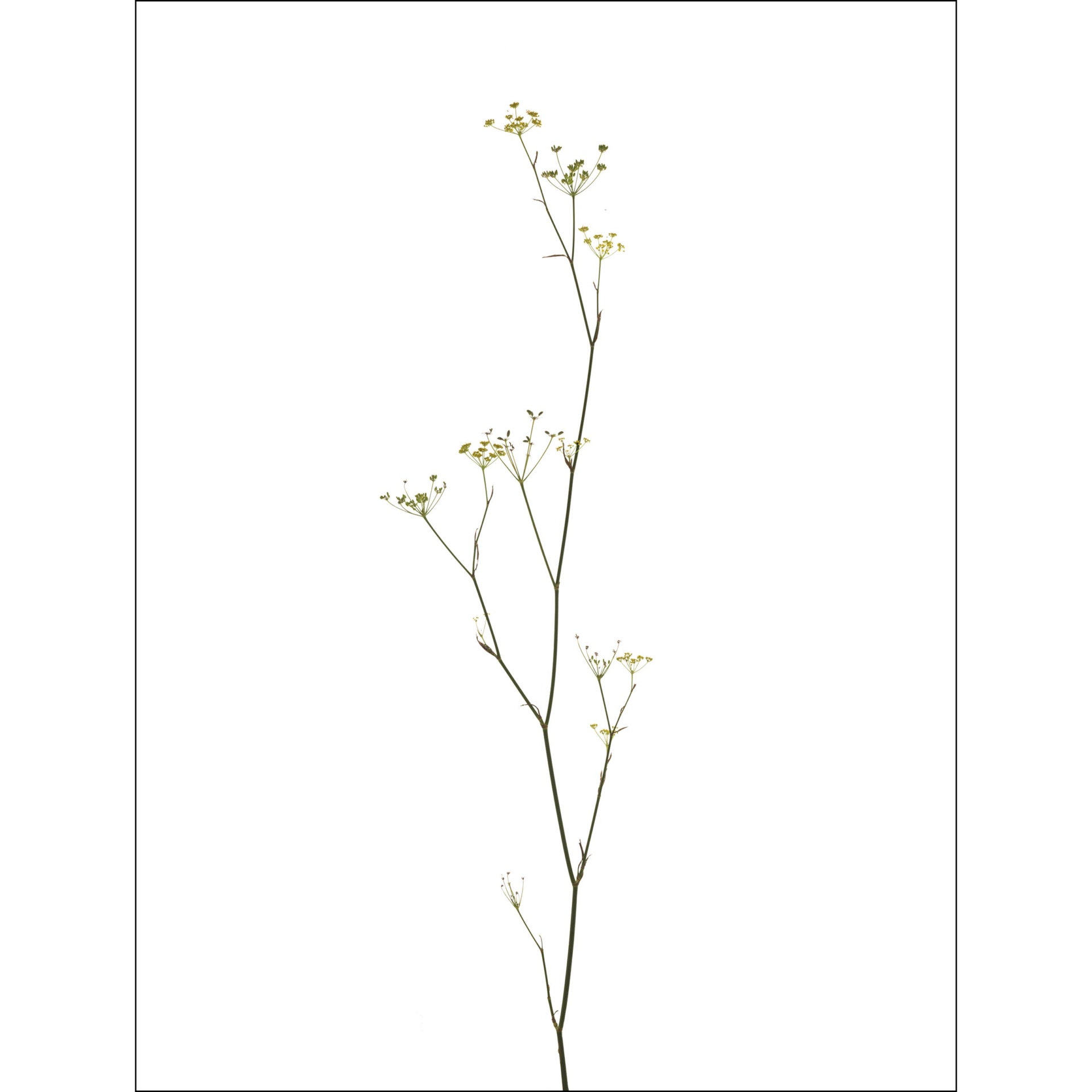 collezionemorello.it