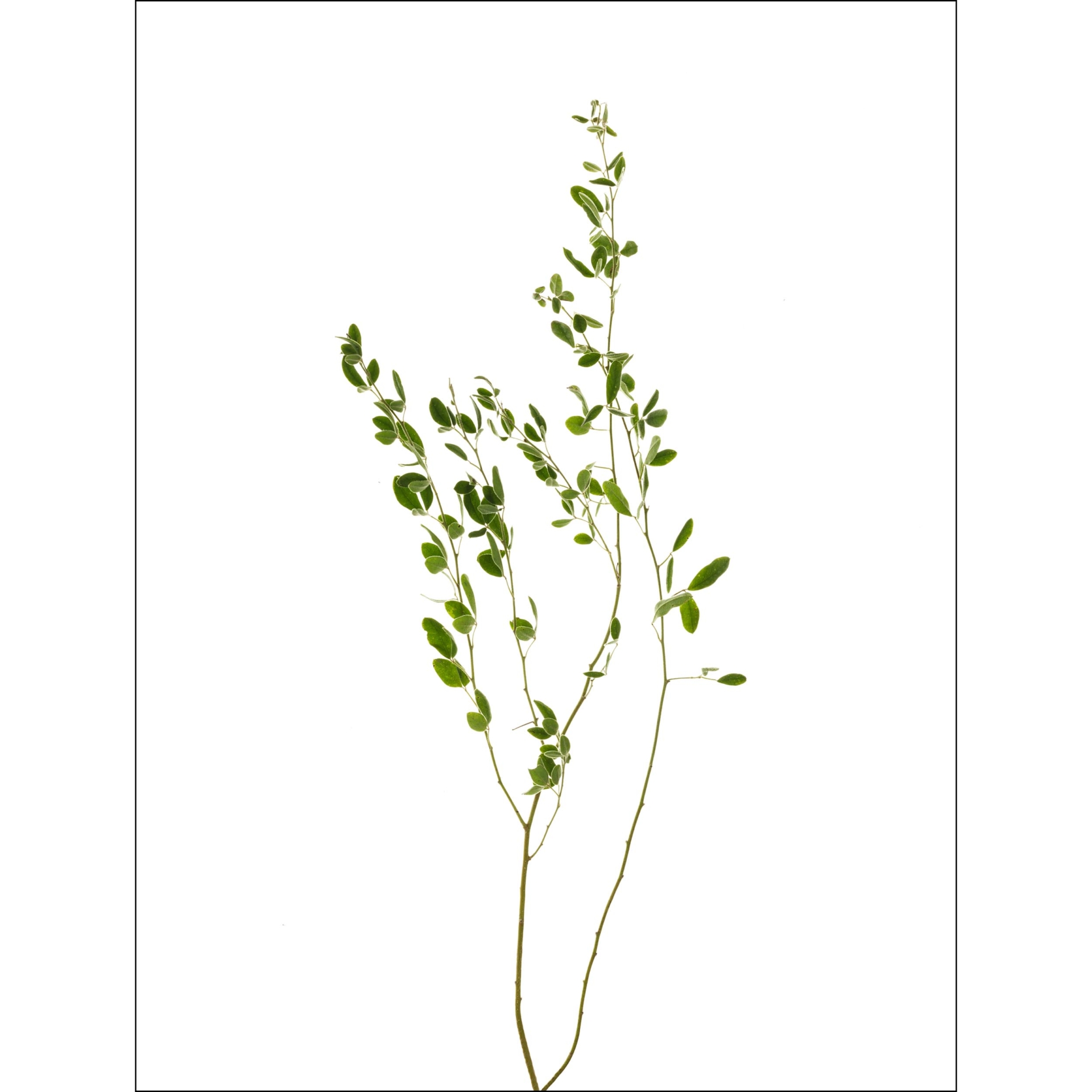 collezionemorello.it