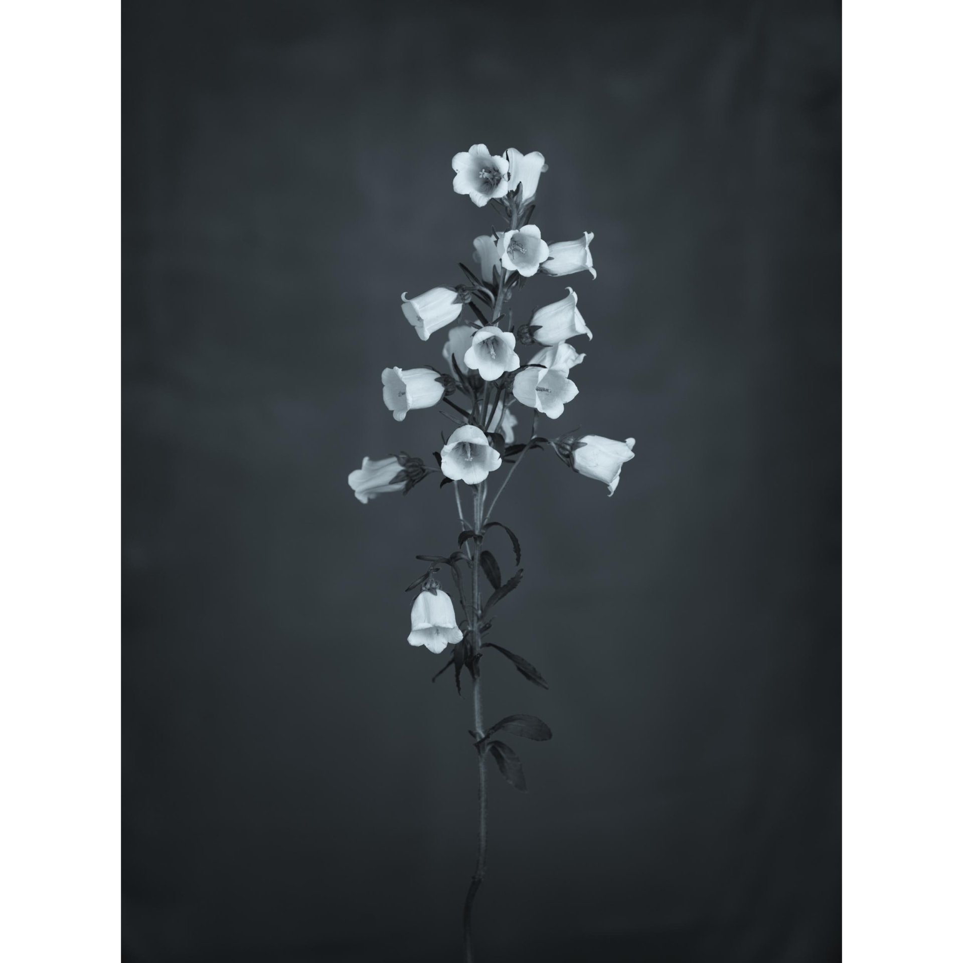 collezionemorello.it