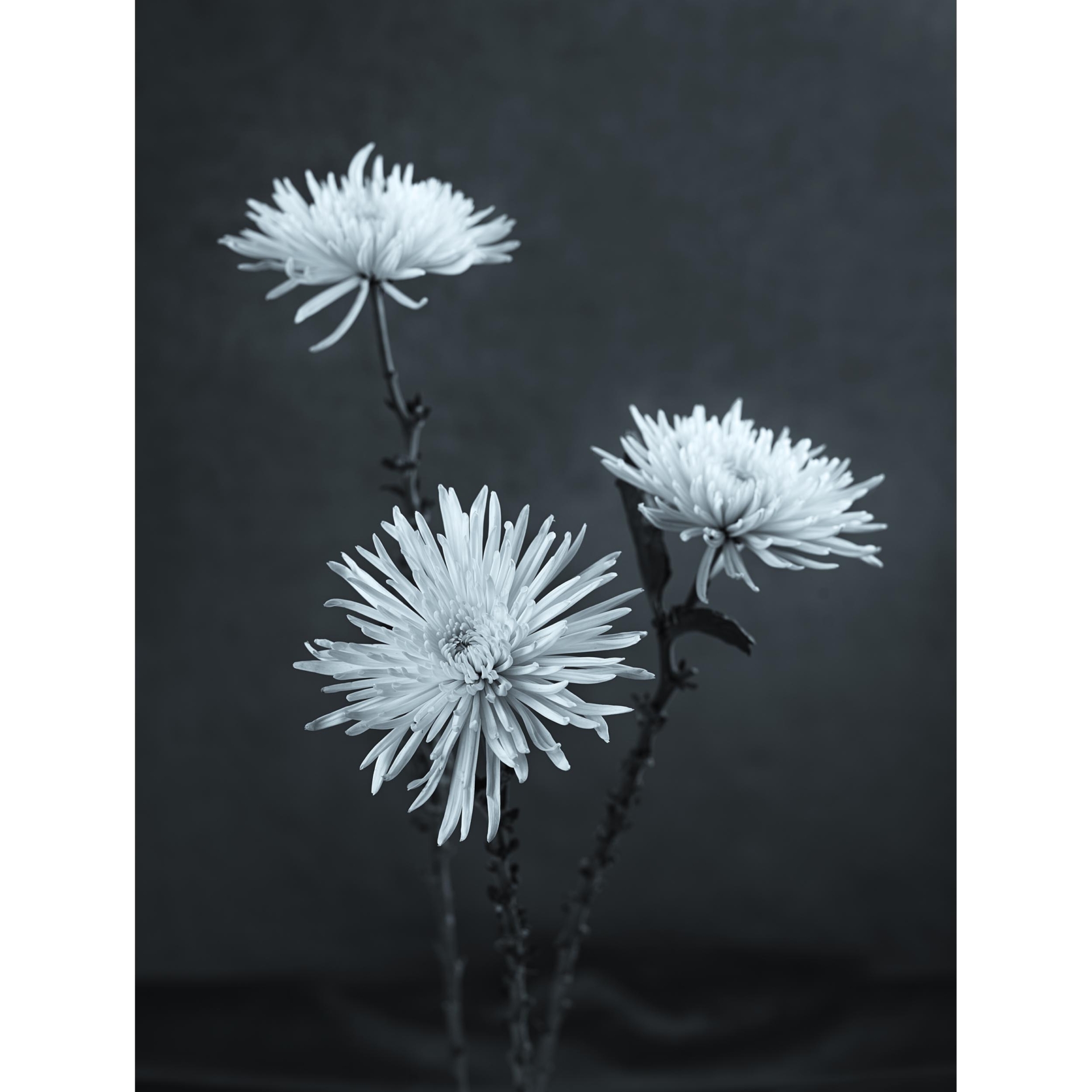 collezionemorello.it