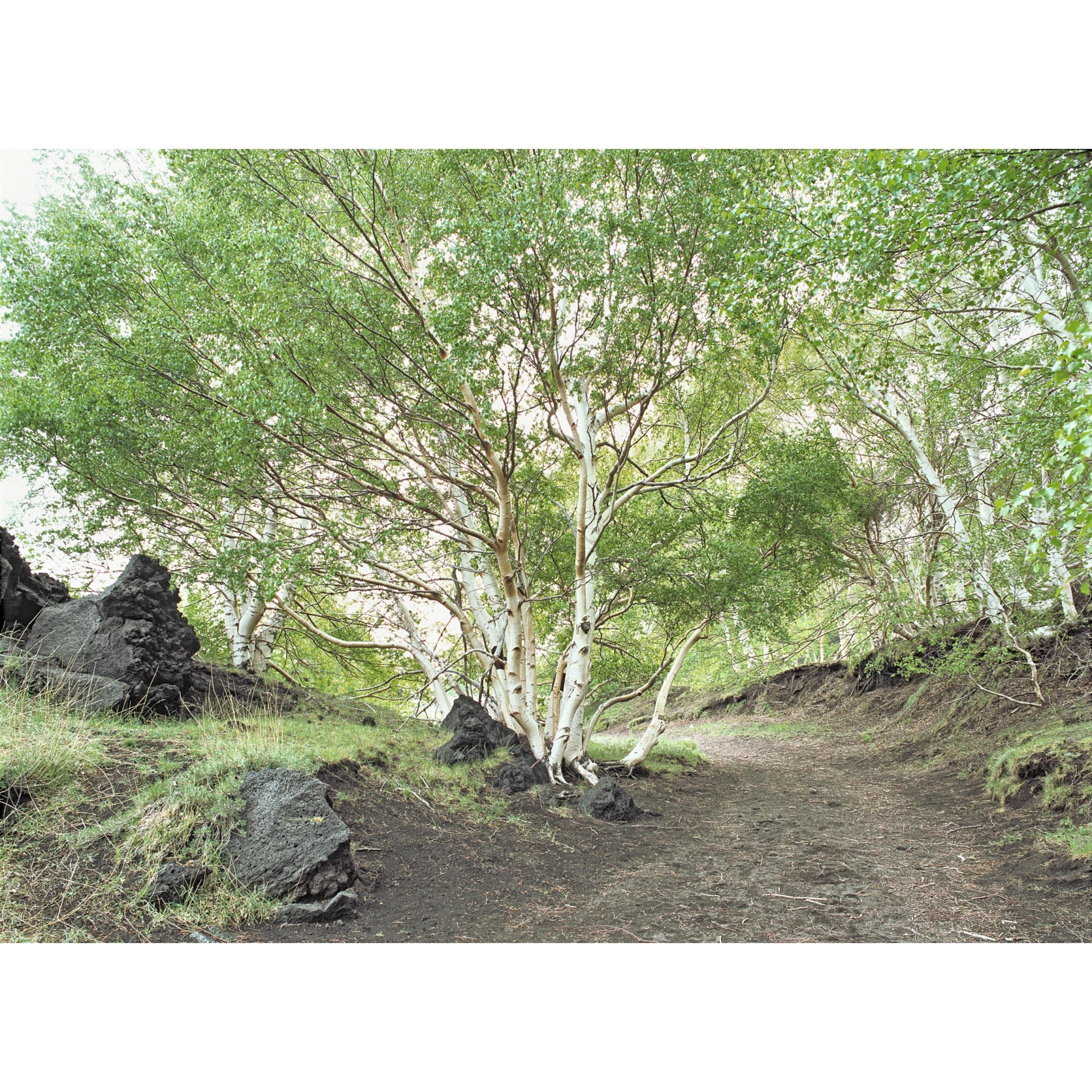 collezionemorello.it