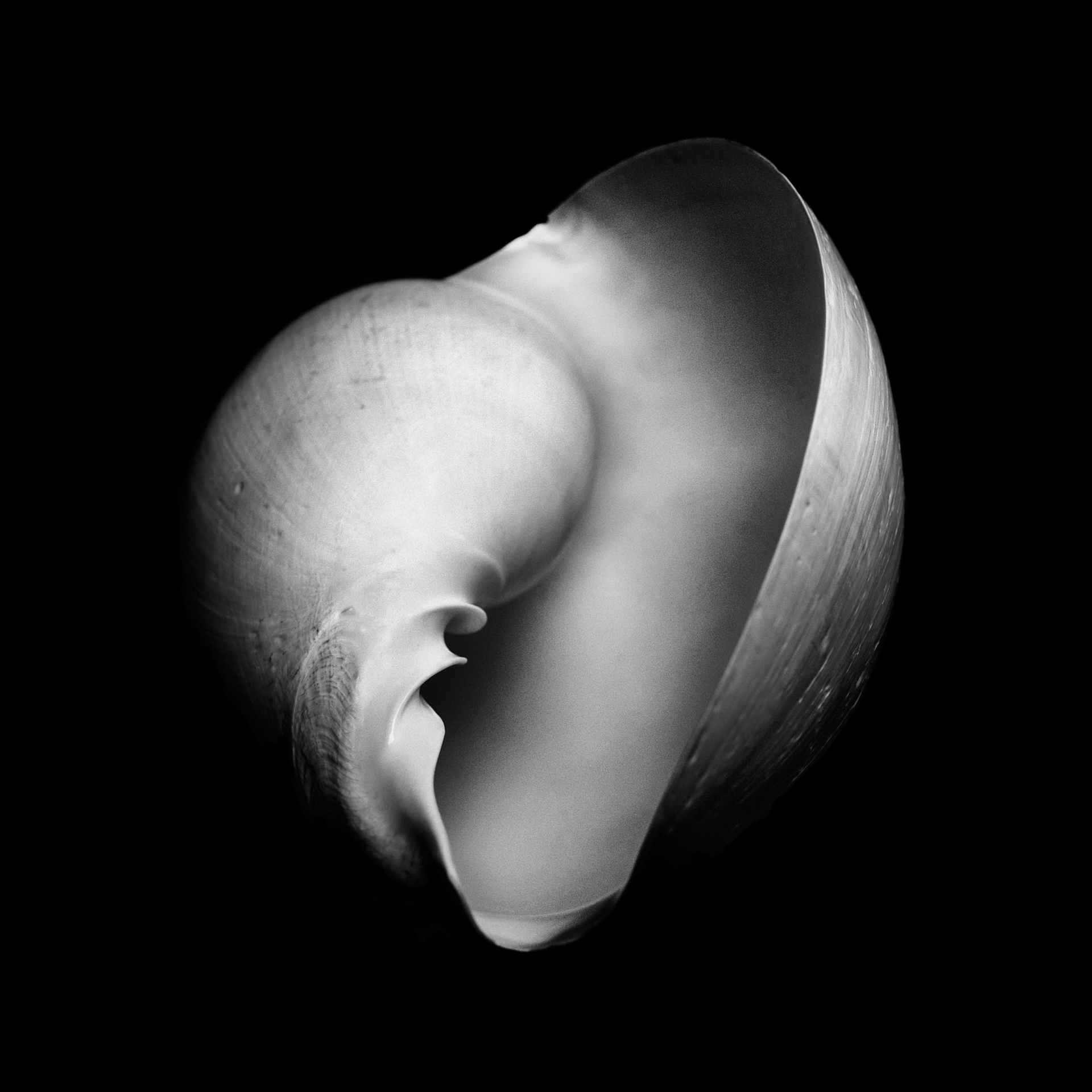 collezionemorello.it