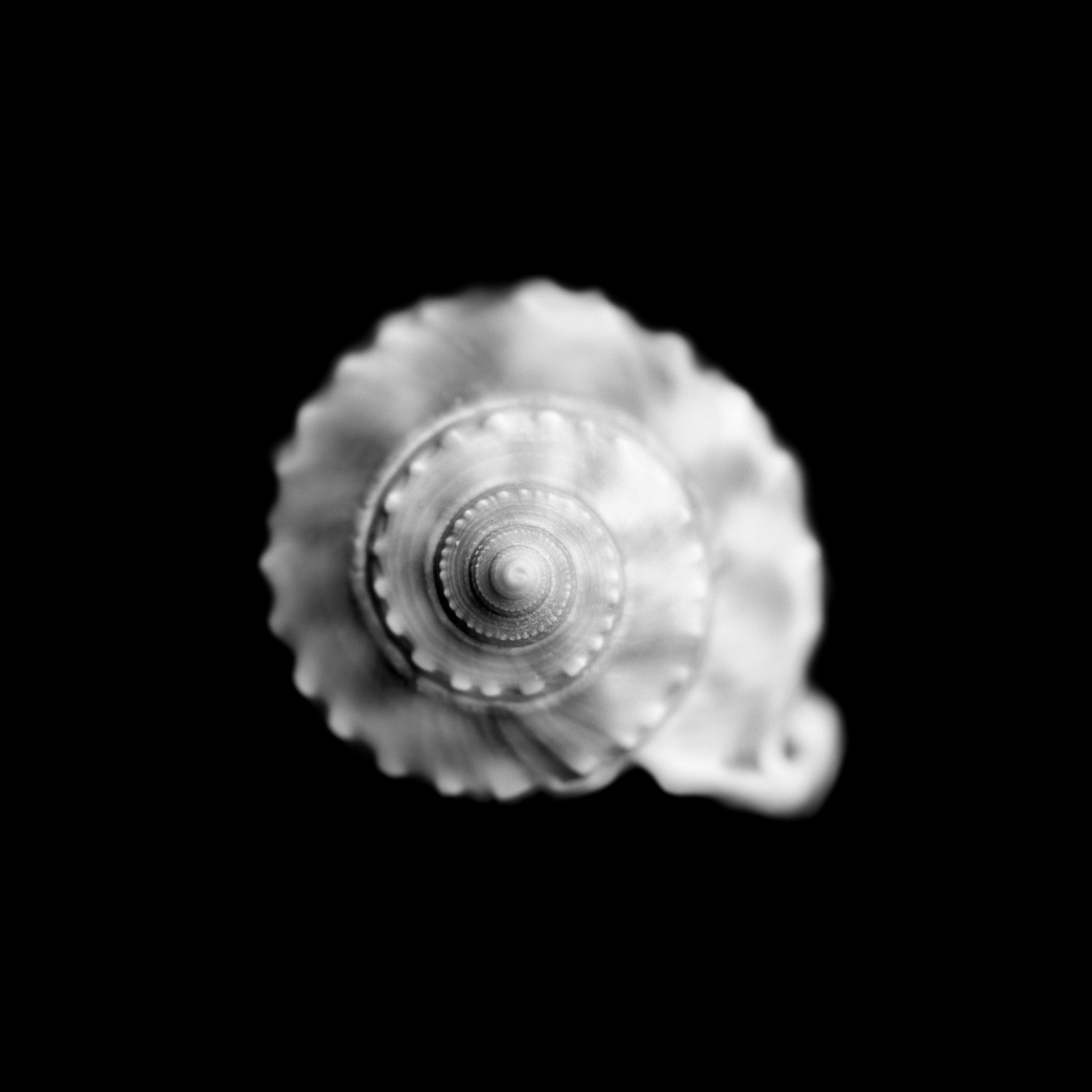 collezionemorello.it