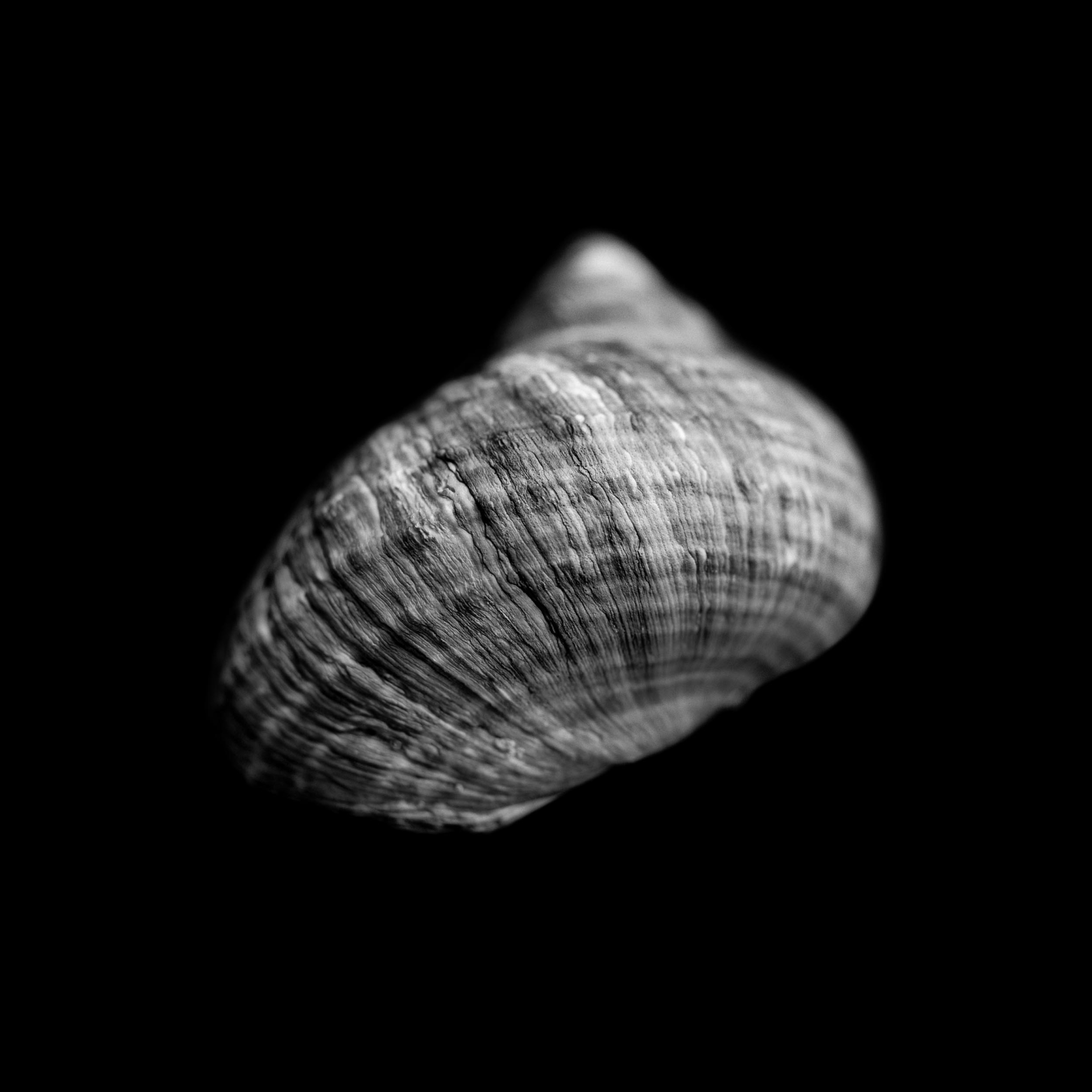 collezionemorello.it