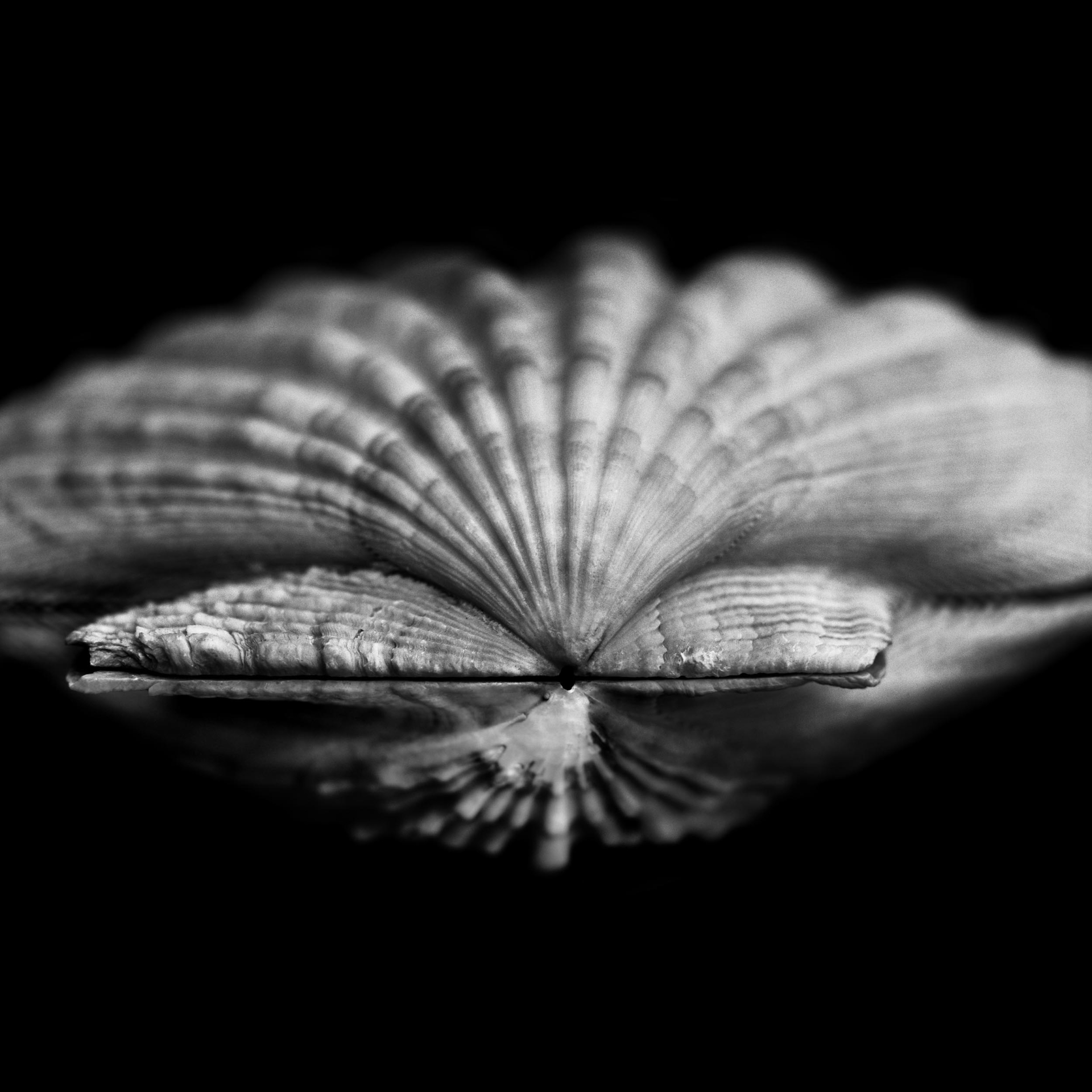 collezionemorello.it