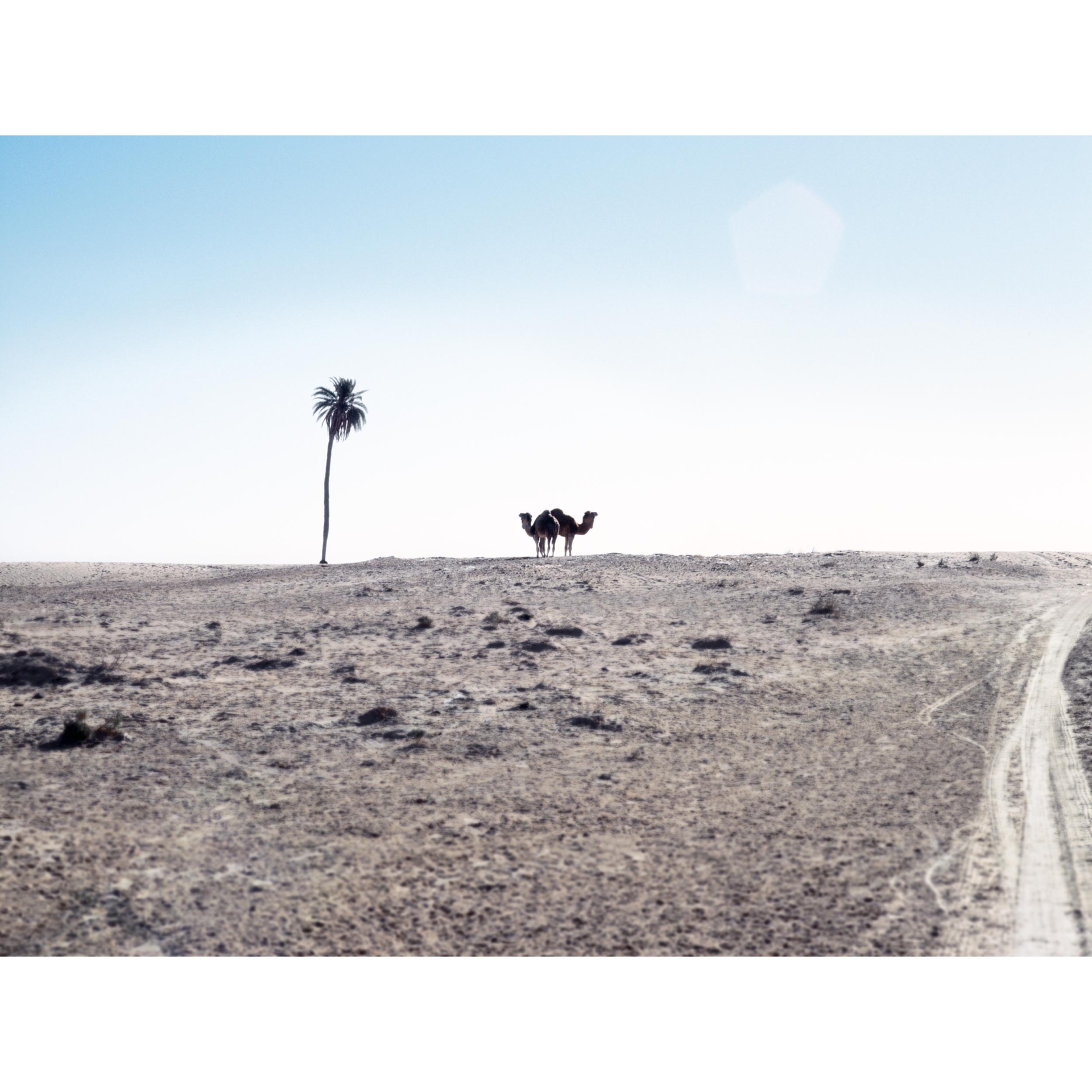 collezionemorello.it