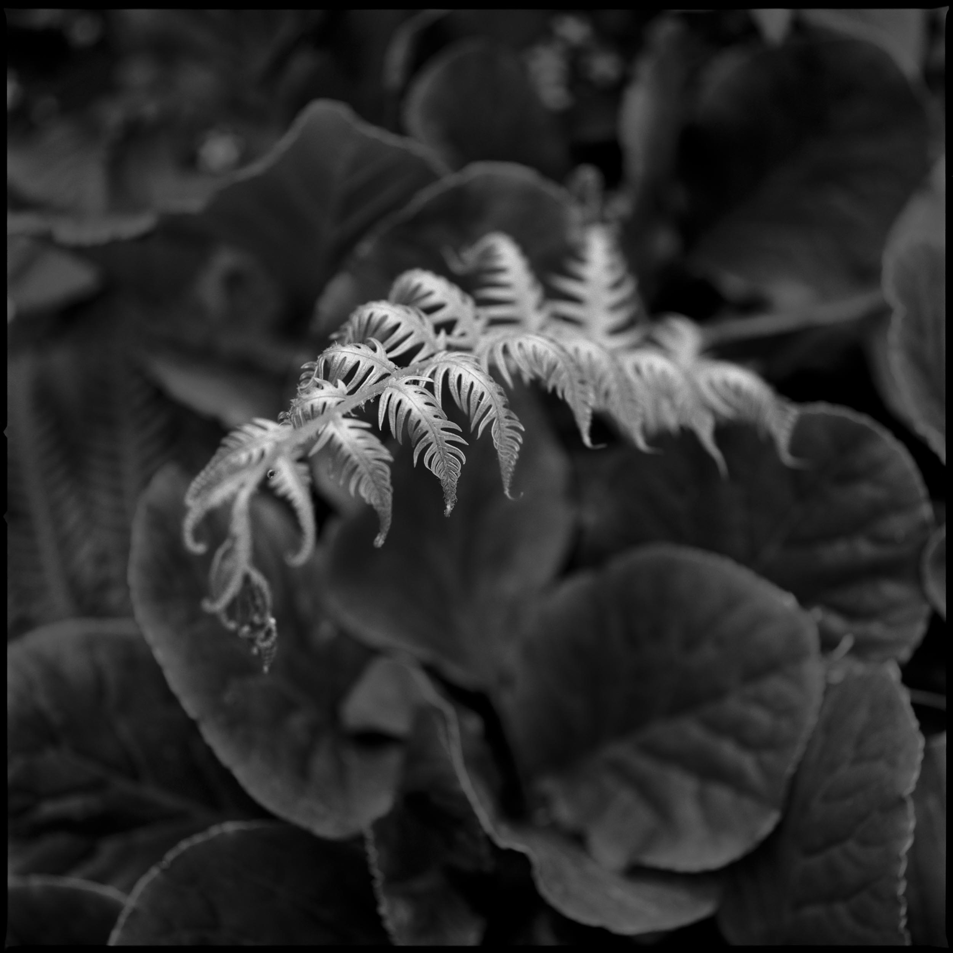 collezionemorello.it