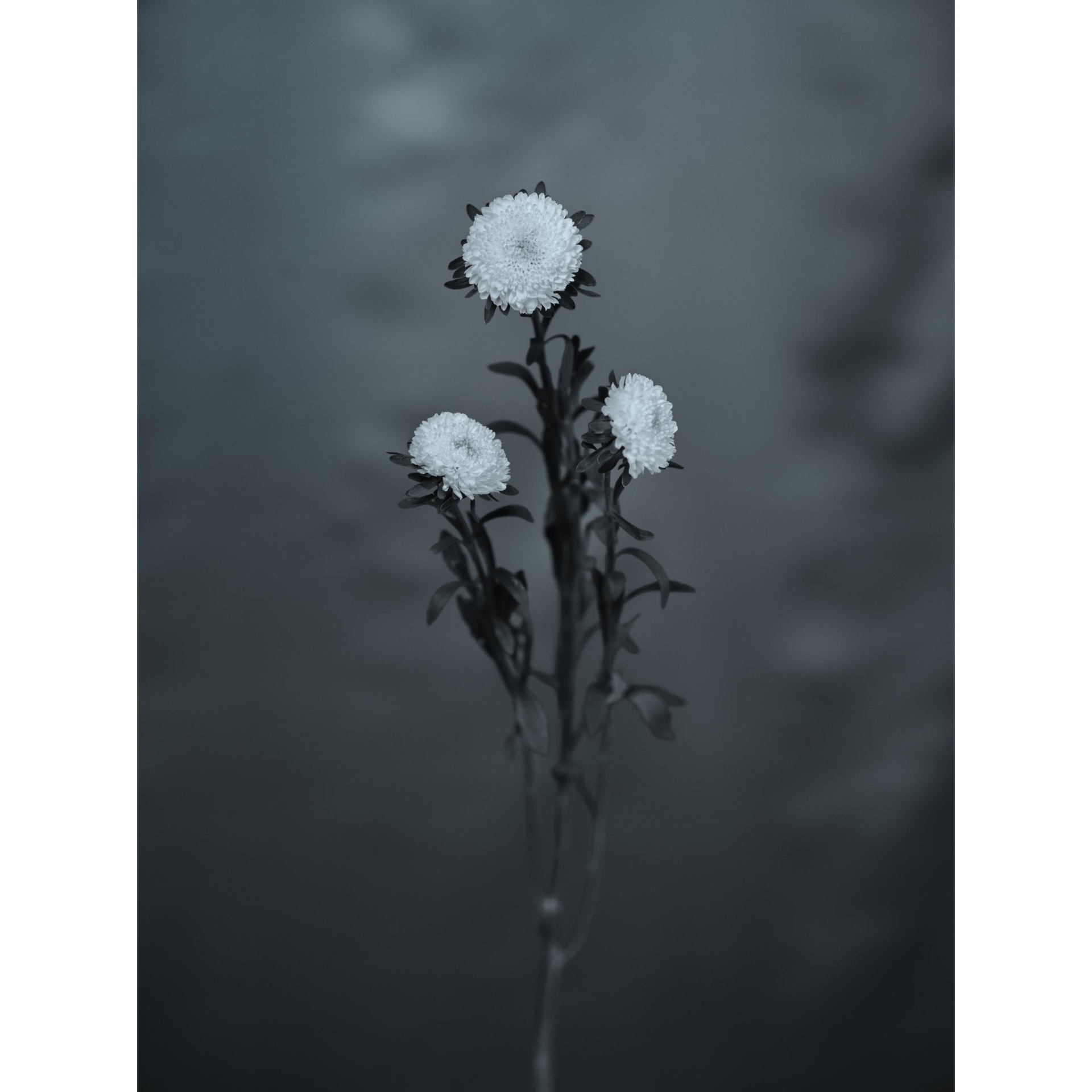 collezionemorello.it