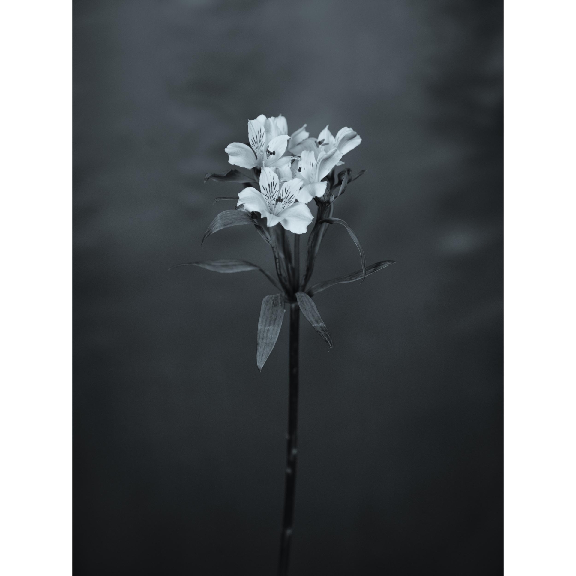 collezionemorello.it