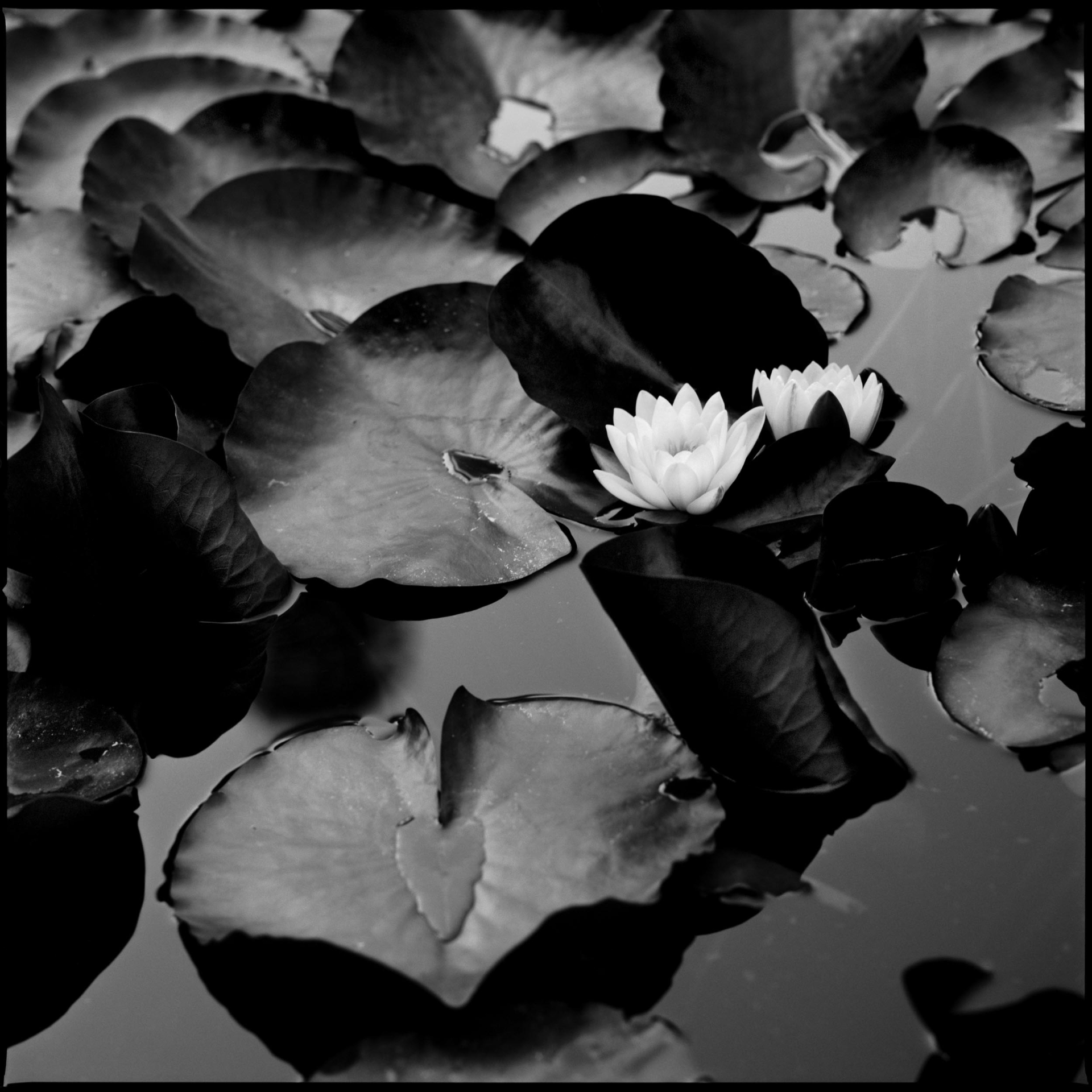 collezionemorello.it