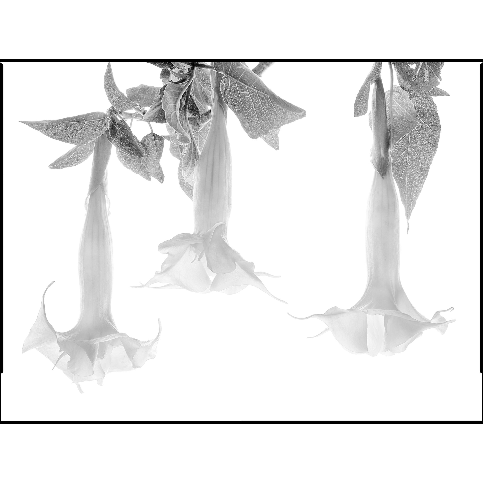 collezionemorello.it