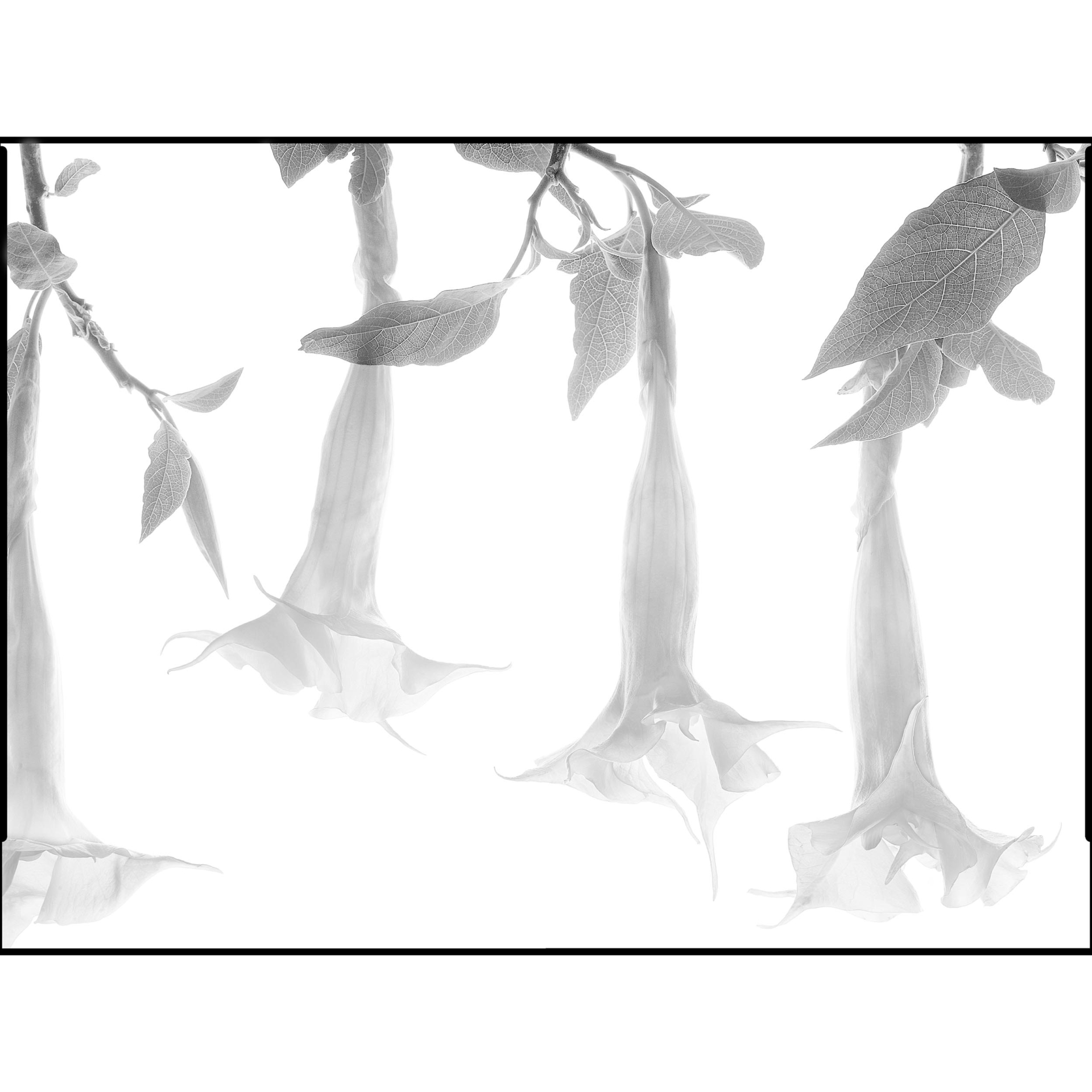 collezionemorello.it