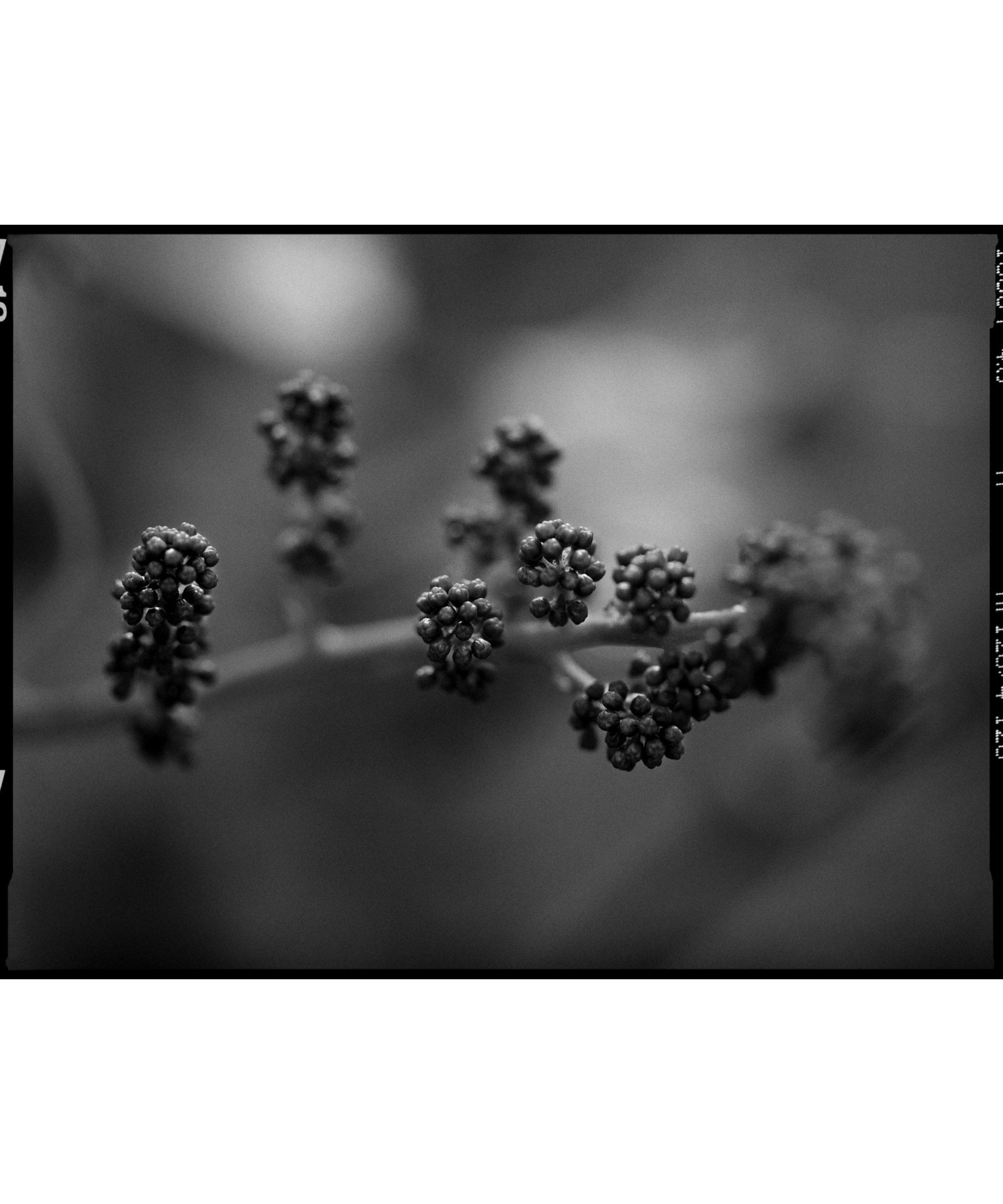 collezionemorello.it