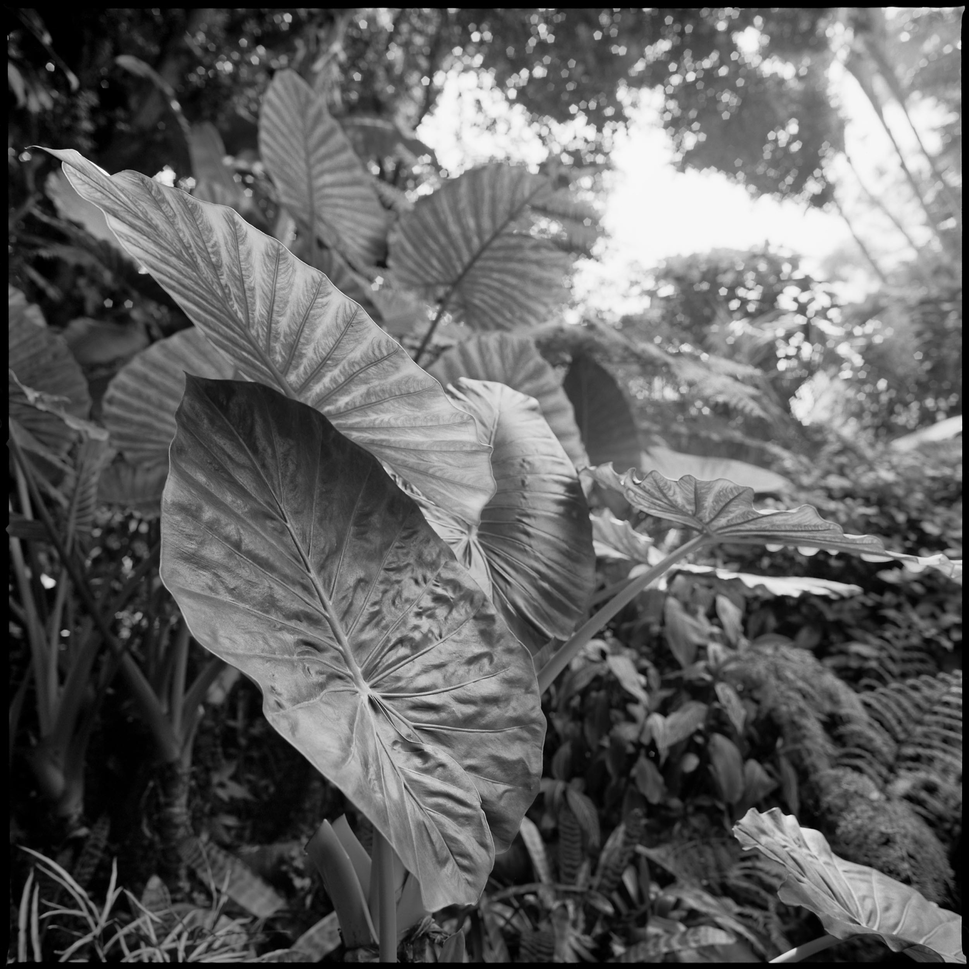 collezionemorello.it