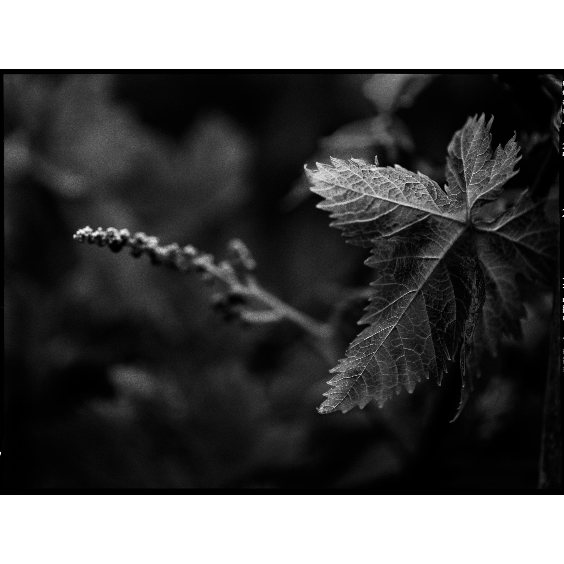 collezionemorello.it