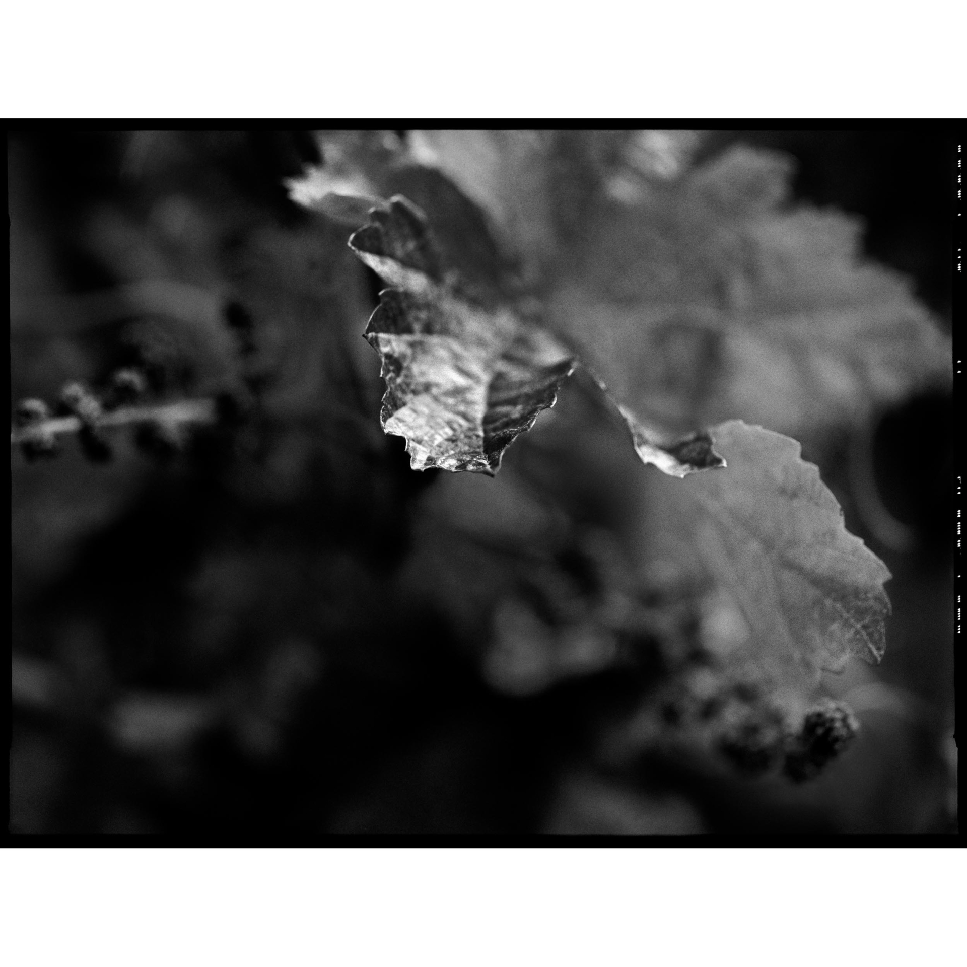 collezionemorello.it